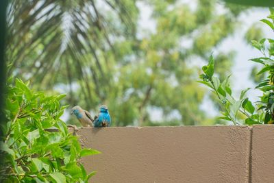 Low angle view of birds perching on retaining wall against plants