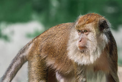 Close-up of monkey