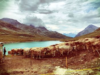 Cows by river