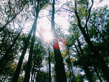 Low angle view of trees in forest against sky