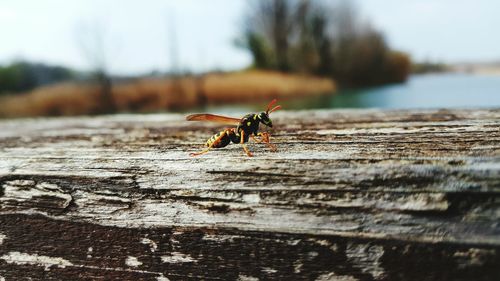 Close-up of hornet on log at forest