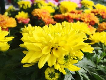 Close-up of yellow flowers blooming outdoors