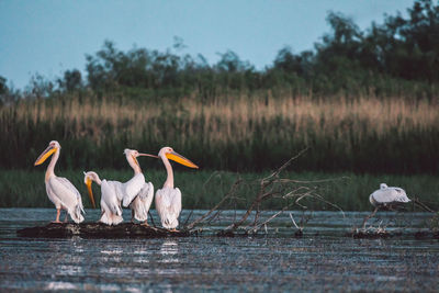 Pelicans in a lake
