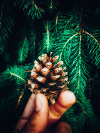 Close-up of hand holding pine cone