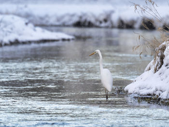 View of egret in a river during winter