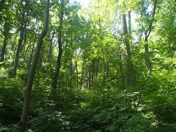 Trees in forest