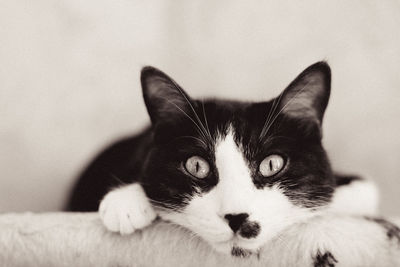 Close-up portrait of cat