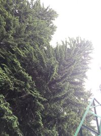 Low angle view of trees against clear sky