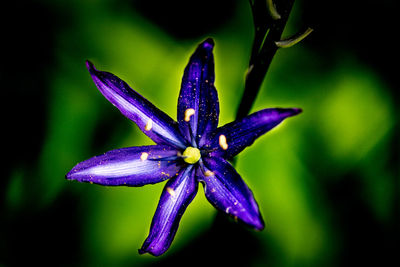 Close-up of purple iris flower