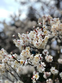 Close-up of white cherry blossom tree