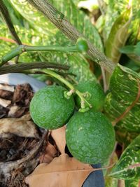 Close-up of fruits growing on tree