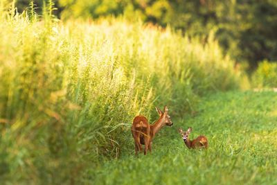 View of deer on field