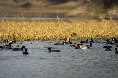 Ducks swimming in lake