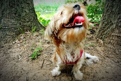 View of dog yawning