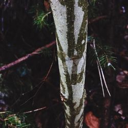 Close-up of plant