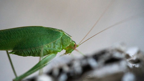 Close-up of insect on leaf