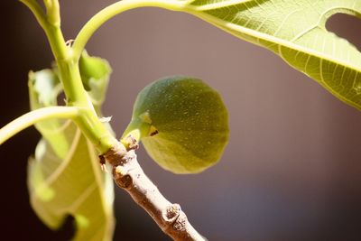 Close-up of fig growing on tree