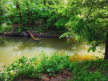 Scenic view of lake in forest