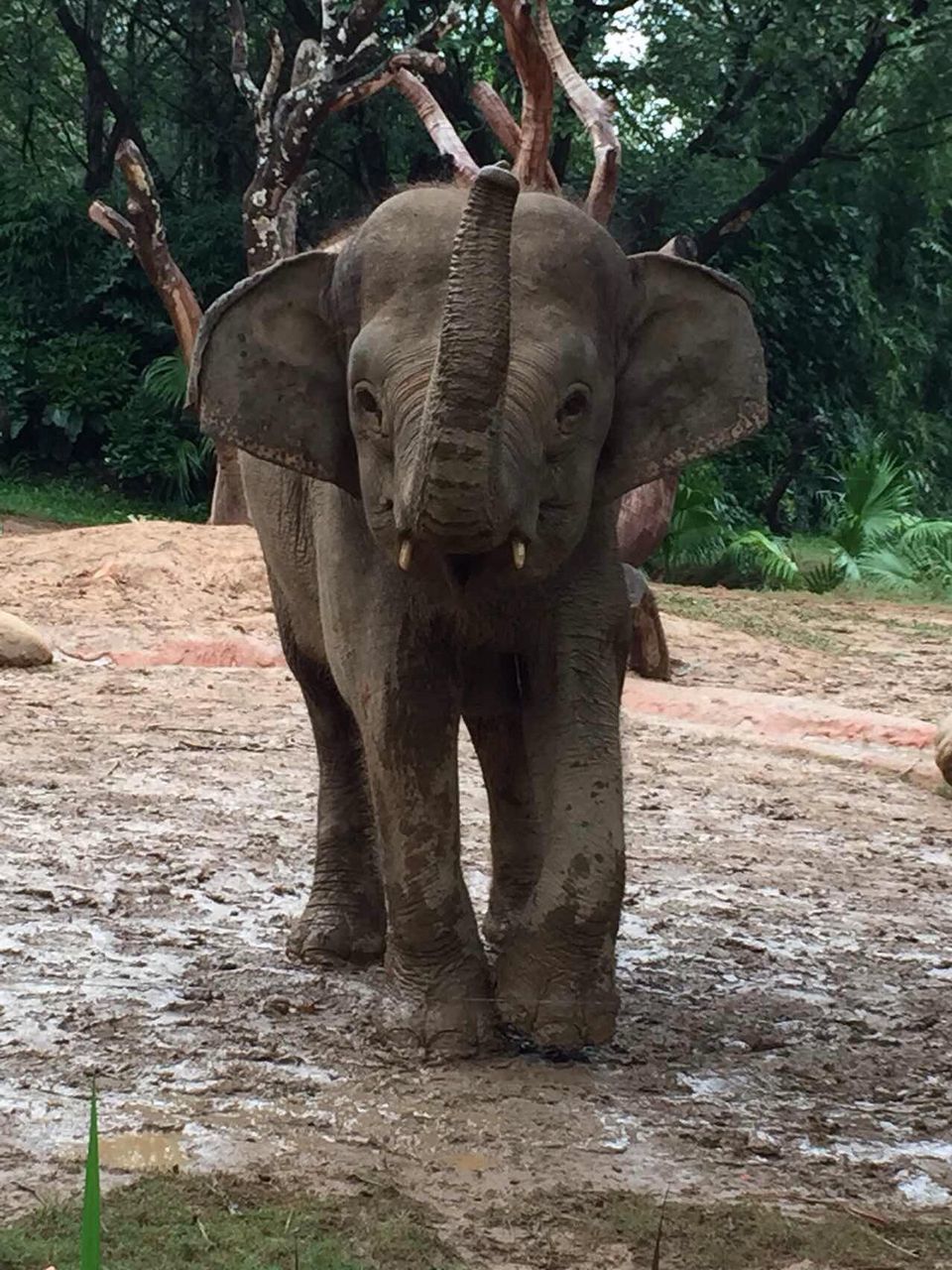 tree, sculpture, art and craft, art, statue, creativity, human representation, tree trunk, day, nature, elephant, outdoors, animal representation, carving - craft product, no people, sunlight, park - man made space, growth, death