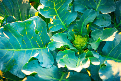 High angle view of green leaves on plant