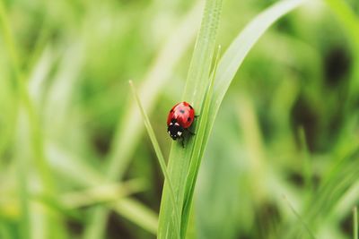 Close-up of ladybug on grass