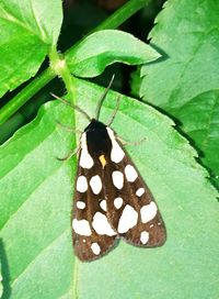 Close-up of butterfly on leaf