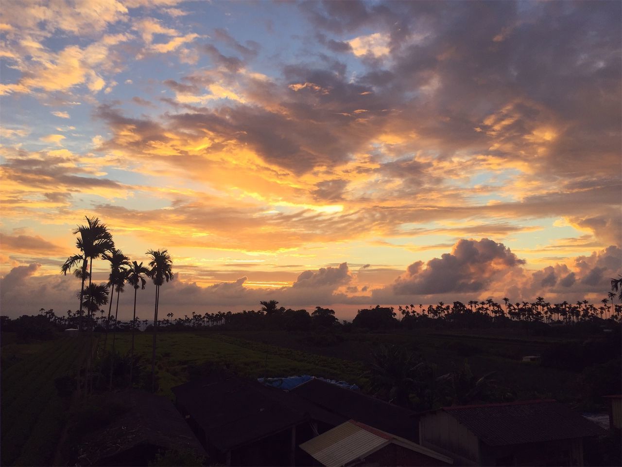 SCENIC VIEW OF PALM TREES AGAINST ORANGE SKY