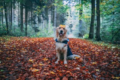 Dog in forest during autumn