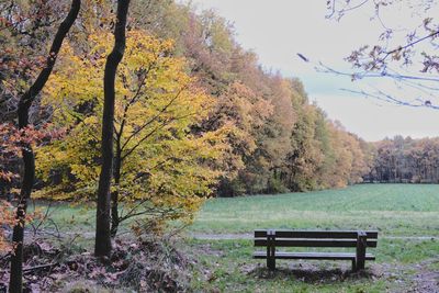 Bench in park during autumn