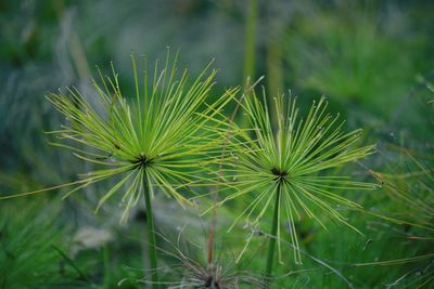 Close-up of dandelion on field