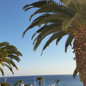 Palm trees on beach