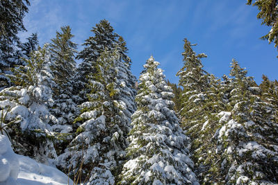 Low angle view of pine trees against sky