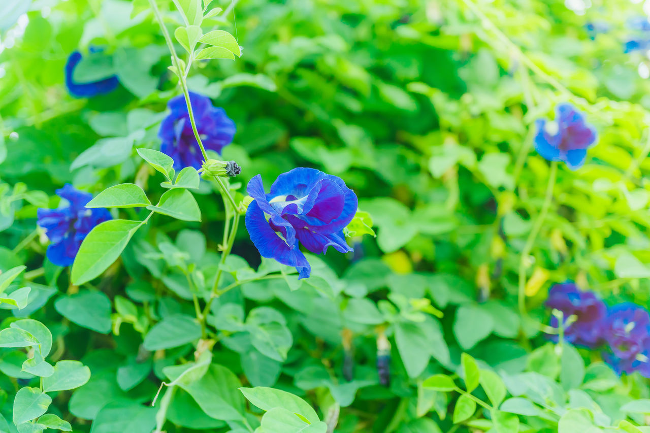 CLOSE-UP OF PURPLE BLUE FLOWERING PLANT