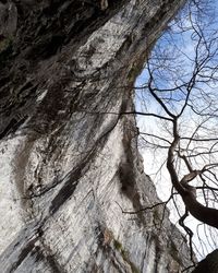 Low angle view of tree against sky