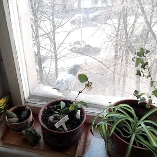 potted plant, indoors, plant, window, table, growth, vase, flower, glass - material, leaf, flower pot, freshness, window sill, transparent, home interior, pot plant, nature, house, houseplant, day