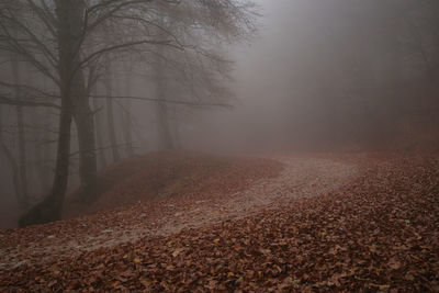 Mountain road in the foggy forest in the park of monte cucco, umbria, italy