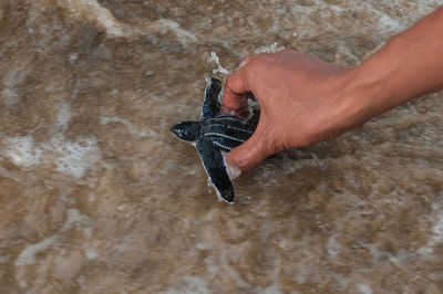 Cropped image of hand releasing leatherback turtle in sea