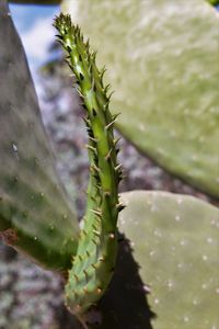 Close-up of prickly pear cactus