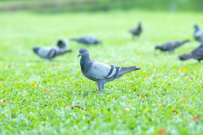 Pigeon on a field