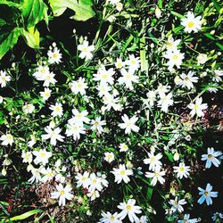 Close-up of white flowers