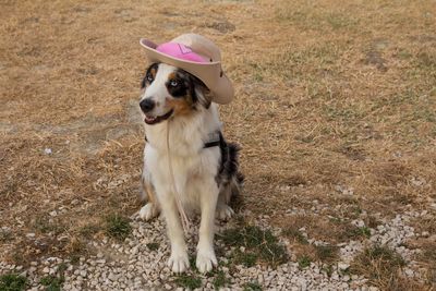 Portrait of funny cow australian shepherd dog with hat