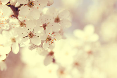 Close-up of cherry blossom