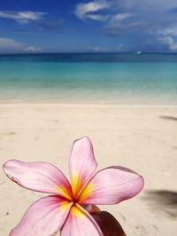 Close-up of pink flower on beach