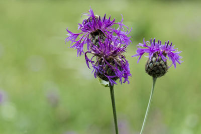 Close-up of purple flowering plant