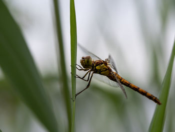 Close-up of insect on leaf