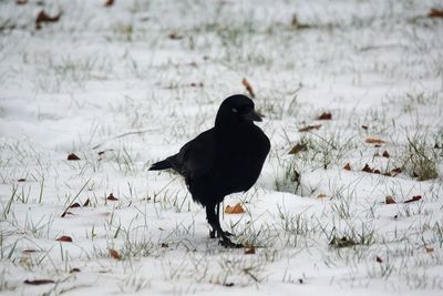 Black bird perching on snow field