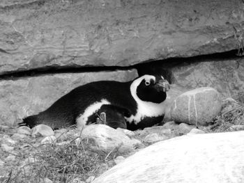 Cat lying on rock