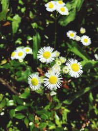 Close-up of white daisy flower