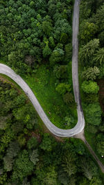 High angle view of trees