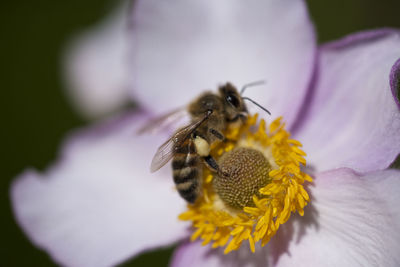 Close-up of bee on purple flower